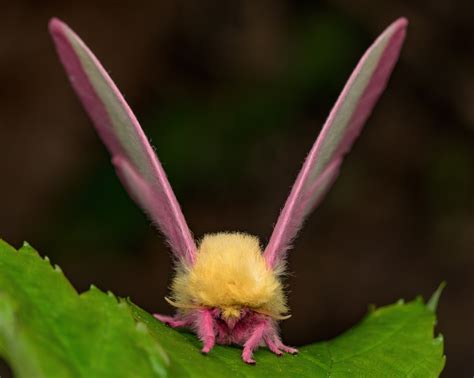 cities in florida by population|Moths may use disco gene to regulate day/night cycles.